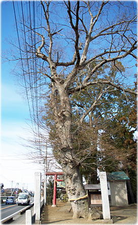 画像:関本神社の欅 画像:関本神社の欅