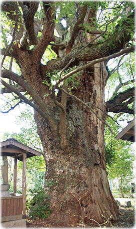 画像:志度寺のクスノキ