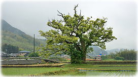 画像:志川のクスノキ(全景)