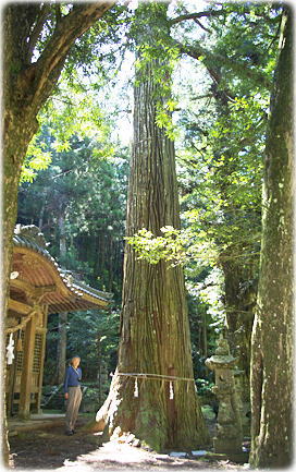 画像:河内神社の大杉(幹と並ぶ)