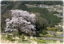 画像:下久保のエドヒガンザクラ(全景
