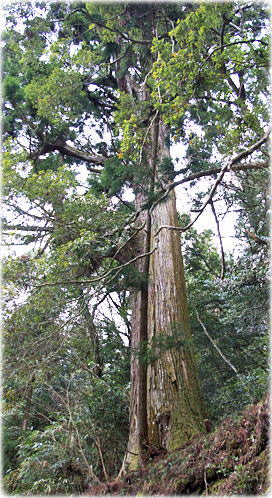 �摜�F�����F��_�Ђ̃X�M