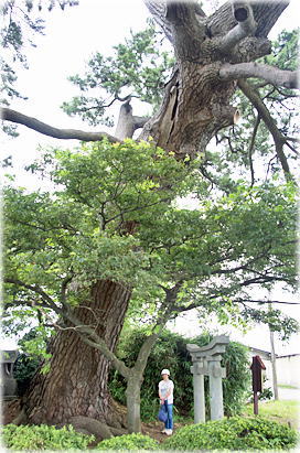 画像:下塚の松(幹と並ぶ)