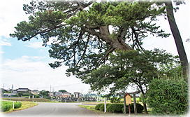 画像:下塚の松