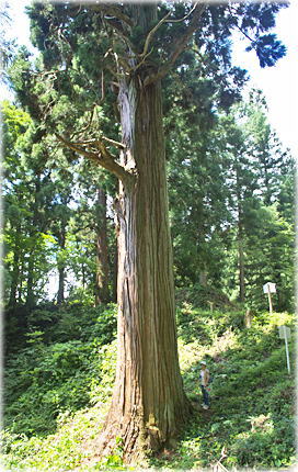 画像:羽黒神社大杉(幹と並ぶ)