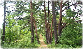 画像：羽黒神社参道の松並木