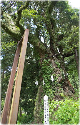 画像:惣河内神社のウラジロガシ_1