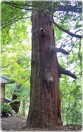 画像:菅田金比羅神社の杉(南側のスギ)