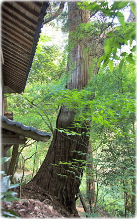画像:菅田金比羅神社の杉(北側のスギ)