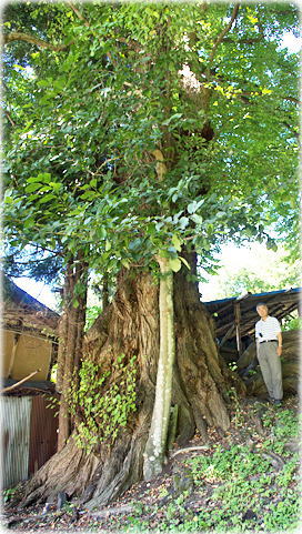 画像:杉本のカツラ(幹と並ぶ)