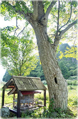 画像:只見上町のキハダ