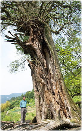 画像:田処境のムクノキ(幹と並ぶ)