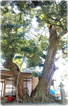 画像:高浜神社のスダジイ(幹と並ぶ)