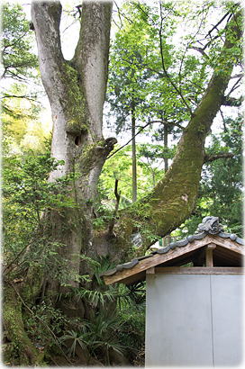 画像:高森三島神社のケヤキ