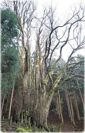 画像:玉取山の大カツラ(全景)