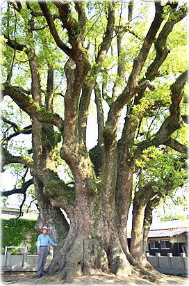 画像:玉澄さんの大楠(幹と並ぶ)