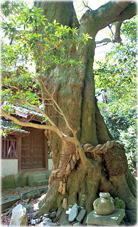 画像:大山神社のモガシ