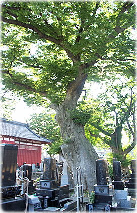画像:天正寺のケヤキ