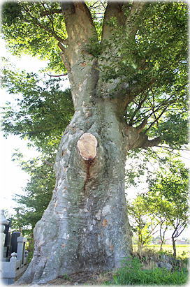 画像:常堅寺のケヤキ