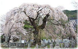 画像：東照寺の桜（全景）