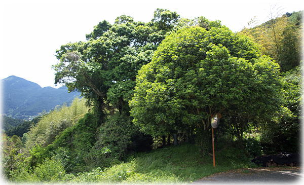 �摜�F�L�΂̃R�K�m�L_1