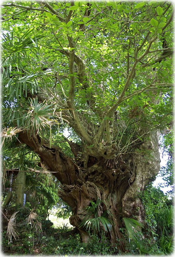 �摜�F�L�΂̃R�K�m�L_2