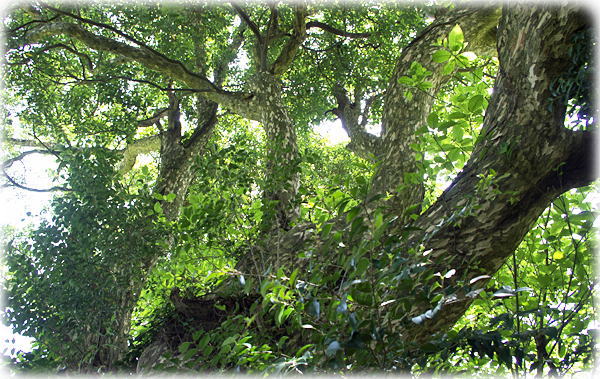 �摜�F�L�΂̃R�K�m�L_3