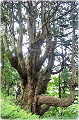 画像:山の内黒杉(幹と並ぶ)
