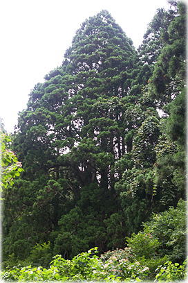 画像:山の内黒杉(遠景)