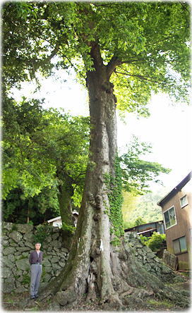 画像:金峰神社のムクノキ(幹と並ぶ)