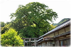 画像:金峰神社のムクノキ(樹冠部)