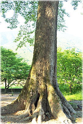 画像:日枝神社のムクエノキ