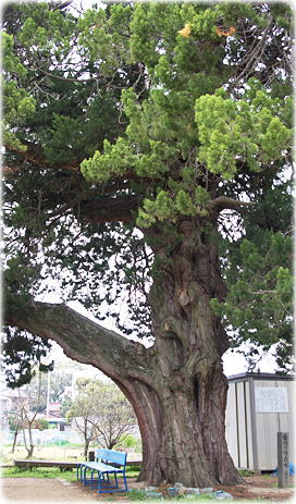 �摜�F�L�l���������ق̃C�u�L