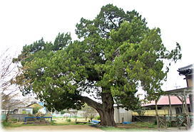 �摜�F�L�l���������ق̃C�u�L�i�S�i�j