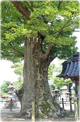 画像:三社神社のケヤキ(神門近くのケヤキ)