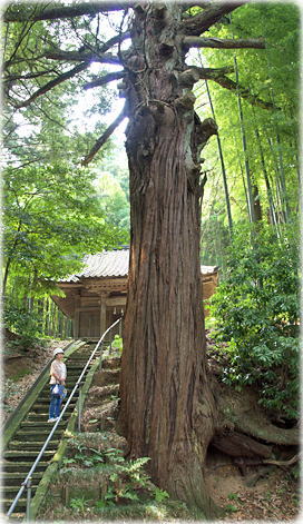 画像:山崎諏訪神社のスギ(幹と並ぶ)