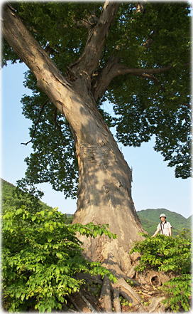 画像:休石八幡神社のケヤキ(幹と並ぶ)