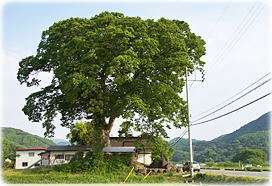 画像:休石八幡神社のケヤキ(全景)