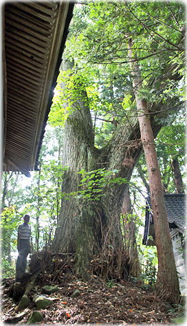 画像:横岡神明社のシナノキ(幹と並ぶ