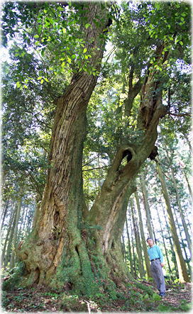 画像:弓削神社のスダジイ(幹と並ぶ)