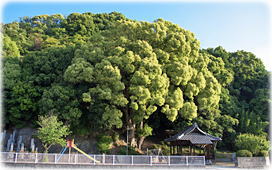 画像:弓敷天満宮のクスノキ(全景)