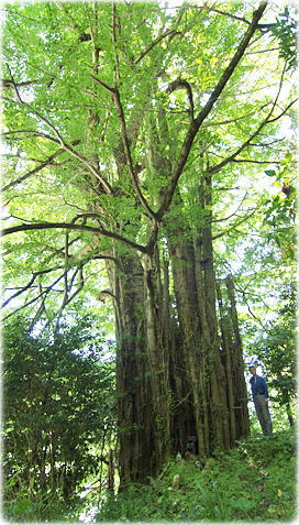 画像:遊子川の大銀杏(幹と並ぶ)