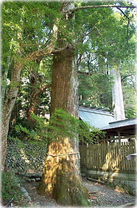 画像:相賀神社のスギ 画像:相賀神社のスギ
