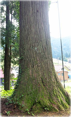 画像:天水越松苧社のスギ