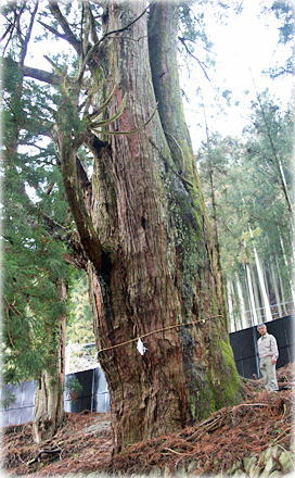 �摜�F�V�����_�Ђ̑吙�i���ƕ��ԁj