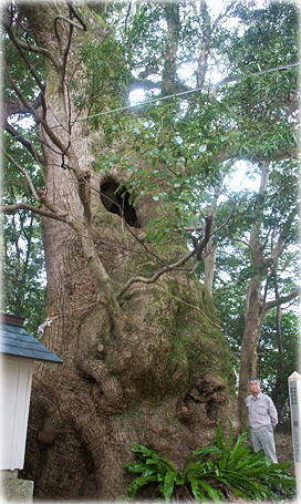 画像:有田神社のクスノキ(幹と並ぶ) 画像:有田神社のクスノキ(幹と並ぶ)