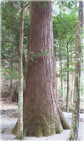 画像:有間野神社のスギ 画像:有間野神社のスギ