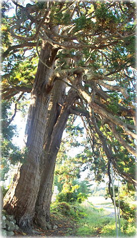 画像:菩薩寺のしだれ杉
