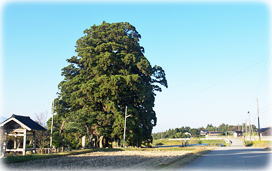 画像:菩薩寺のしだれ杉(全景)