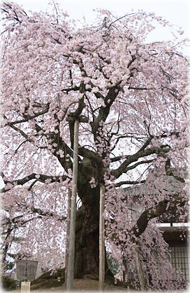 画像：麻績の里舞台桜